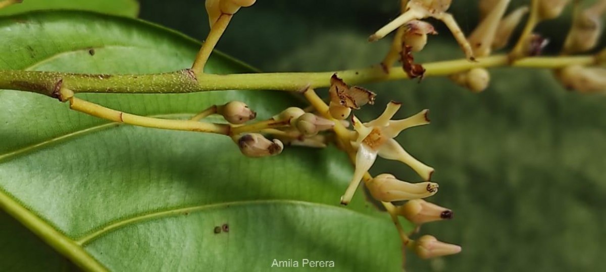 Shorea lissophylla Thwaites